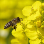 Apis cerana japonica