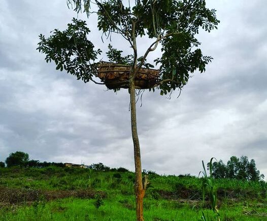 Rwanda tree