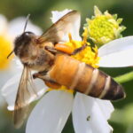 Apis Dorsata