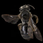 Apis andreniformis